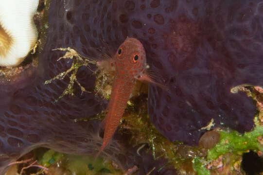 Image of Flame goby