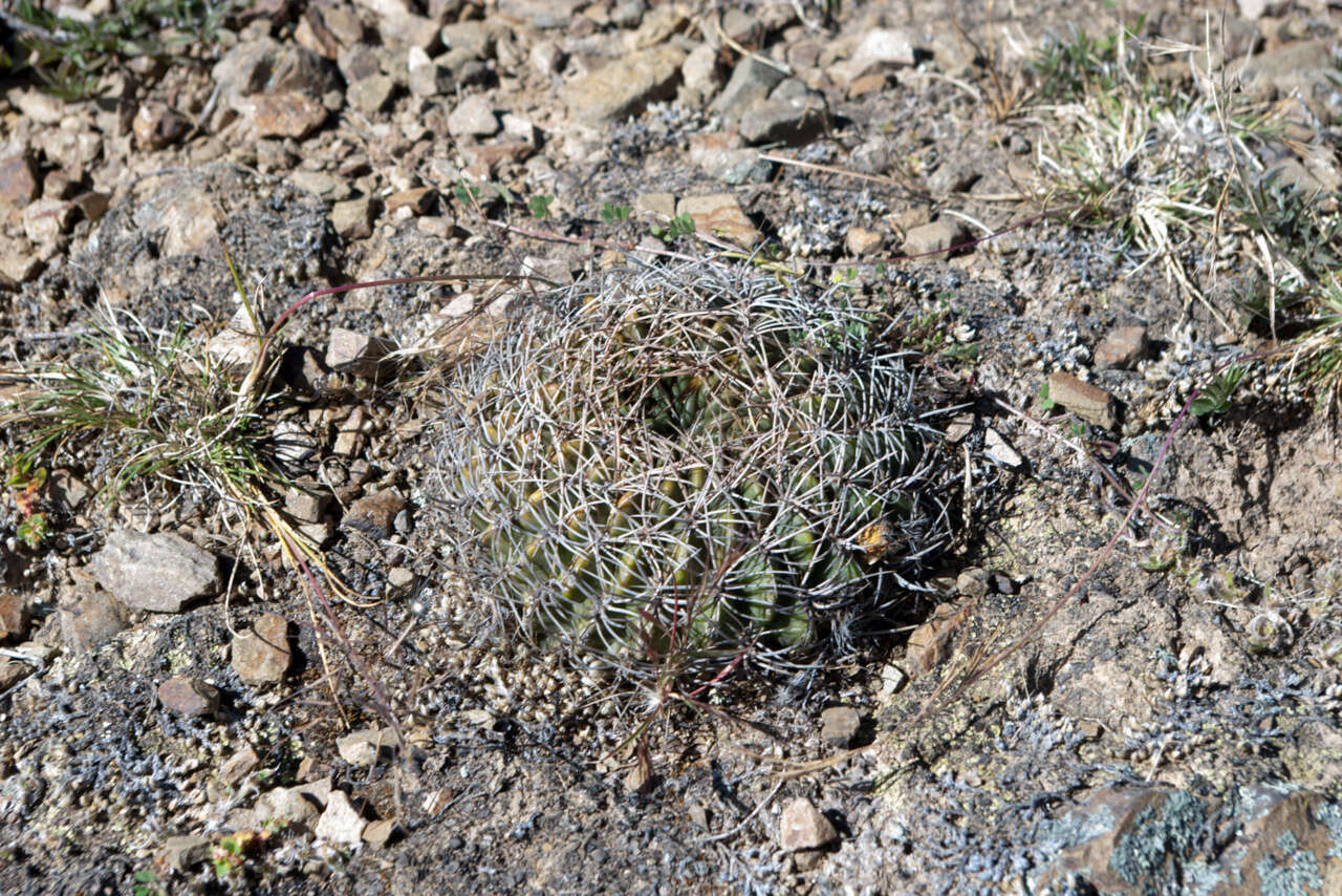 Image of Echinopsis cinnabarina (Hook.) Labour.