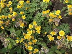 Image of Indian Chrysanthemum