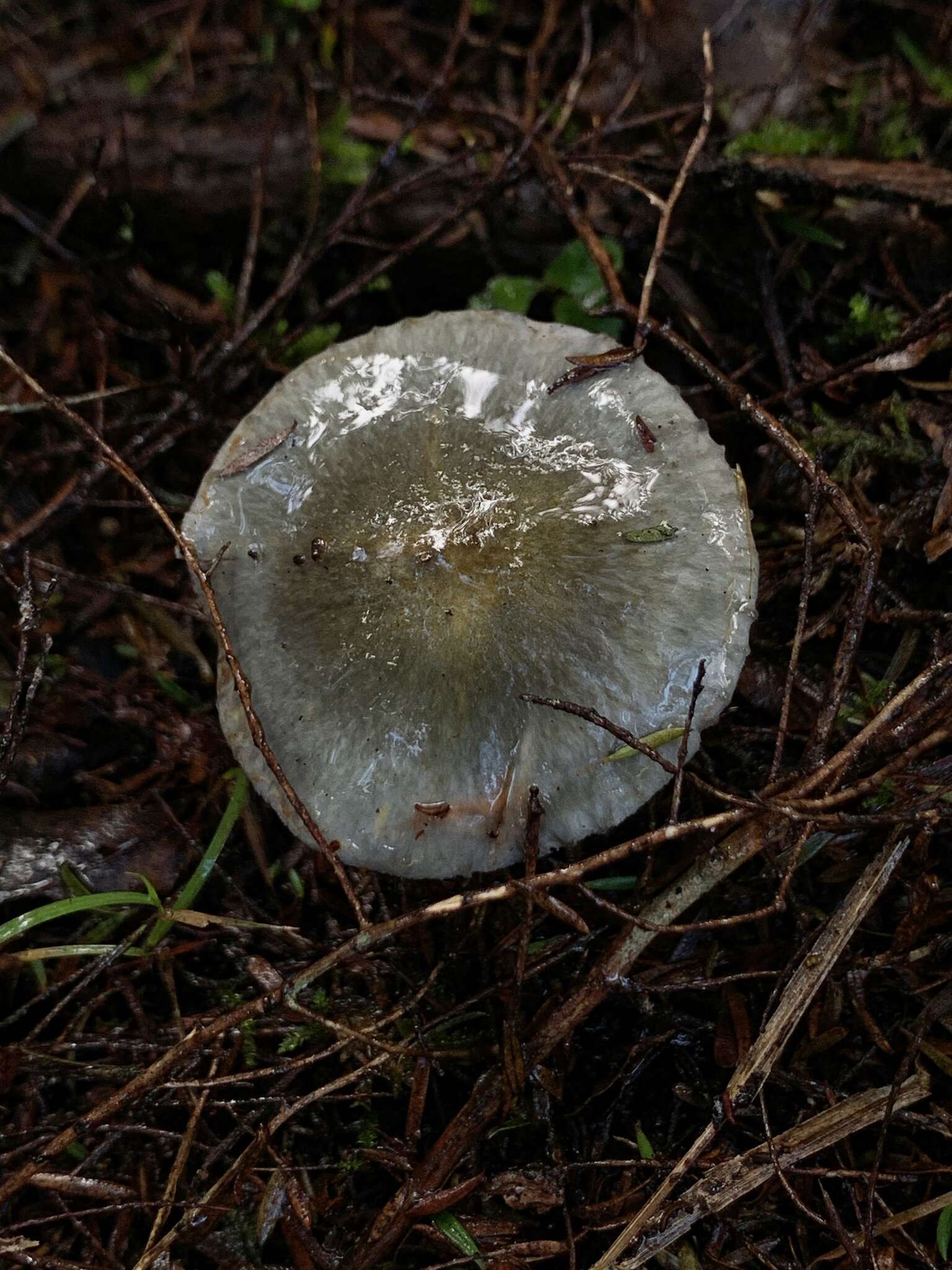 Слика од Cortinarius calaisopus Soop 2013