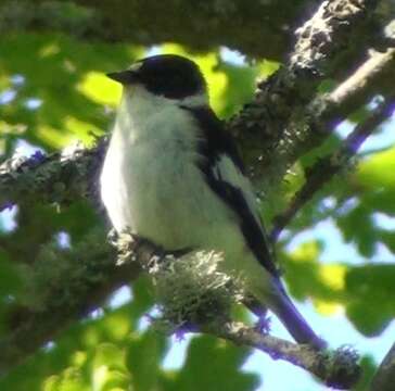 Image of Collared Flycatcher