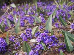 Hardenbergia violacea (Schneev.) Stearn resmi