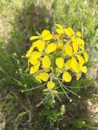 Imagem de Erysimum asperum (Nutt.) DC.