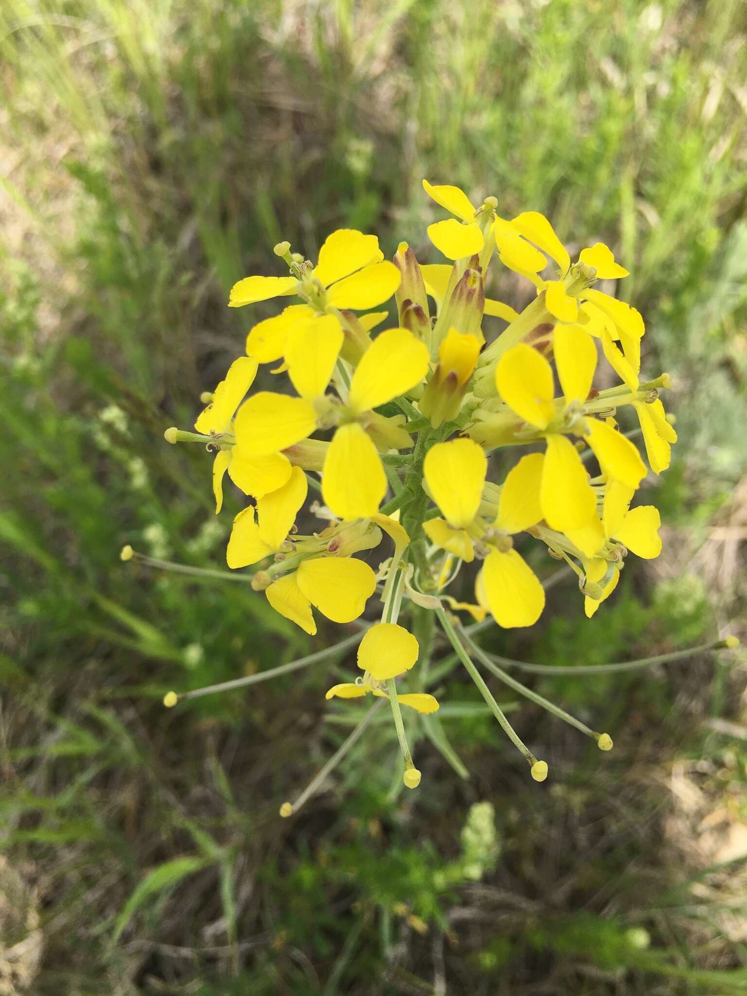 Image of western wallflower