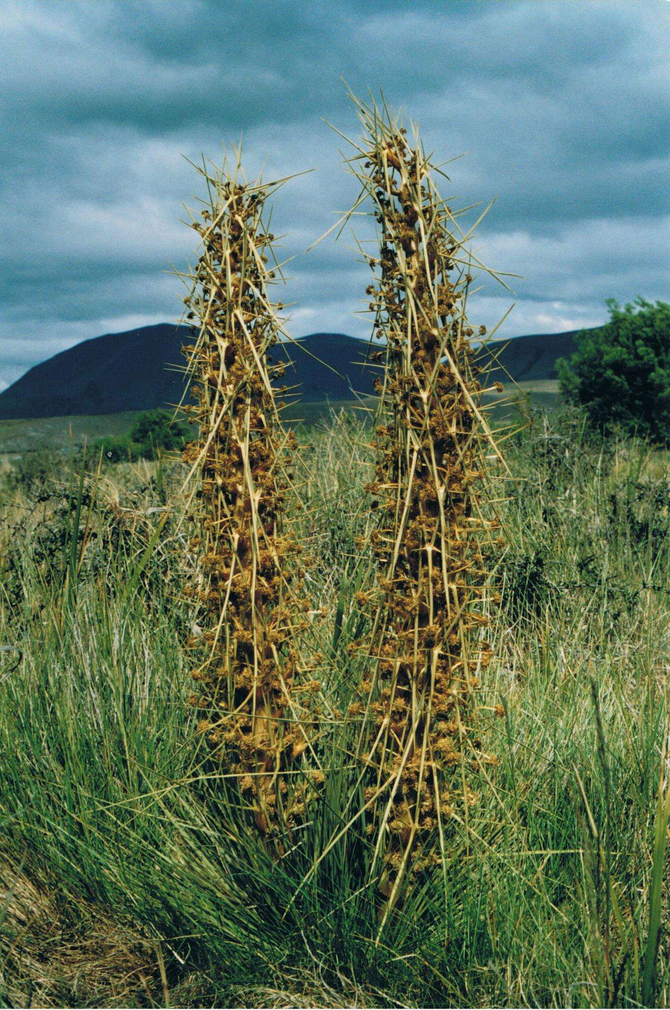 Image of Aciphylla subflabellata W. R. B. Oliv.