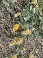 Image of velvety goldenrod