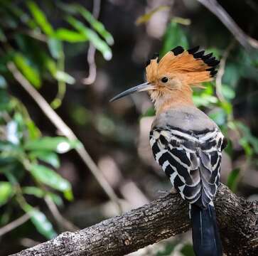 Image of Madagascan Hoopoe