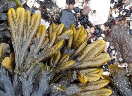 Image of Fucus ceranoides