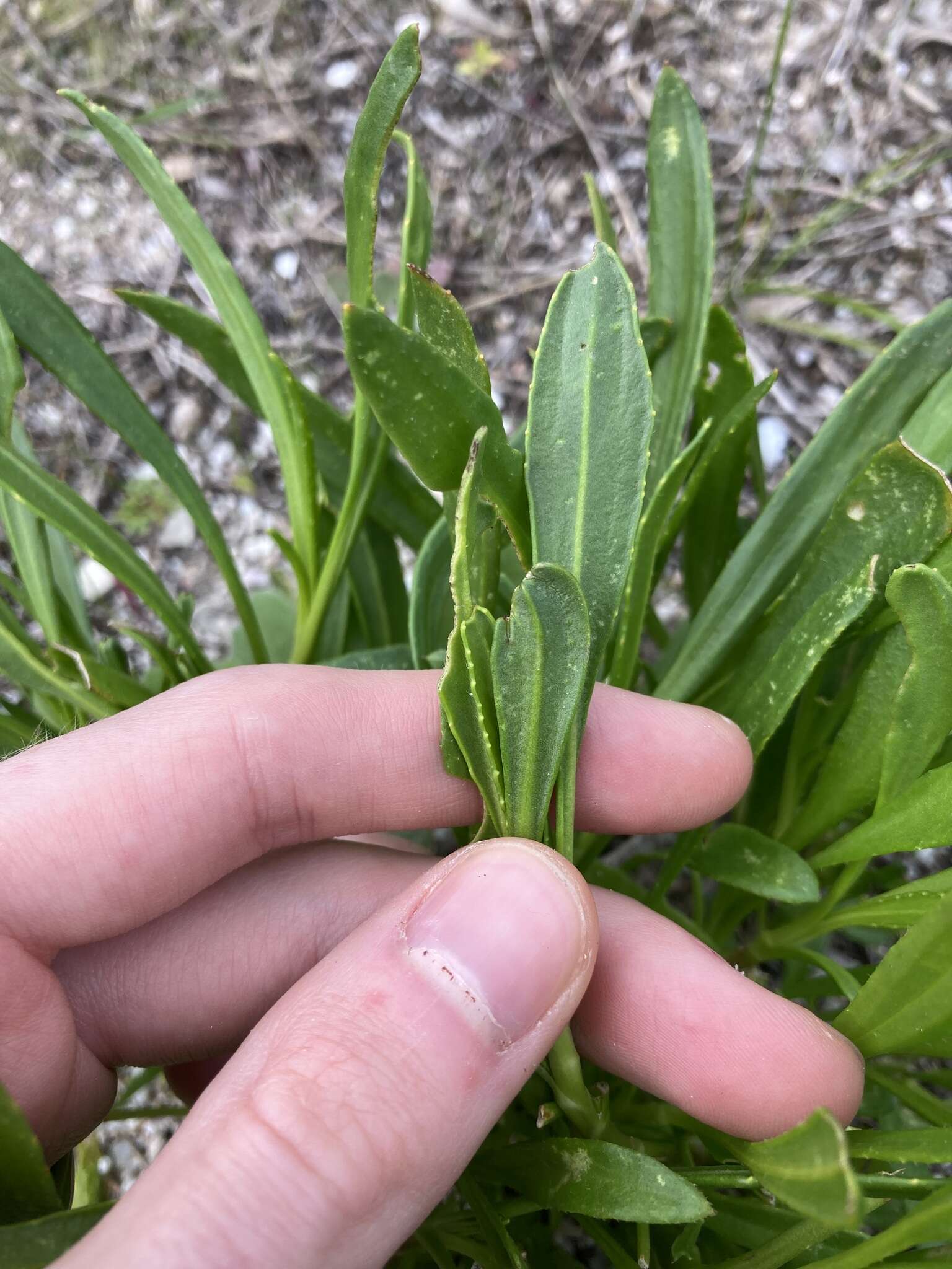 Image of Scaevola repens de Vriese