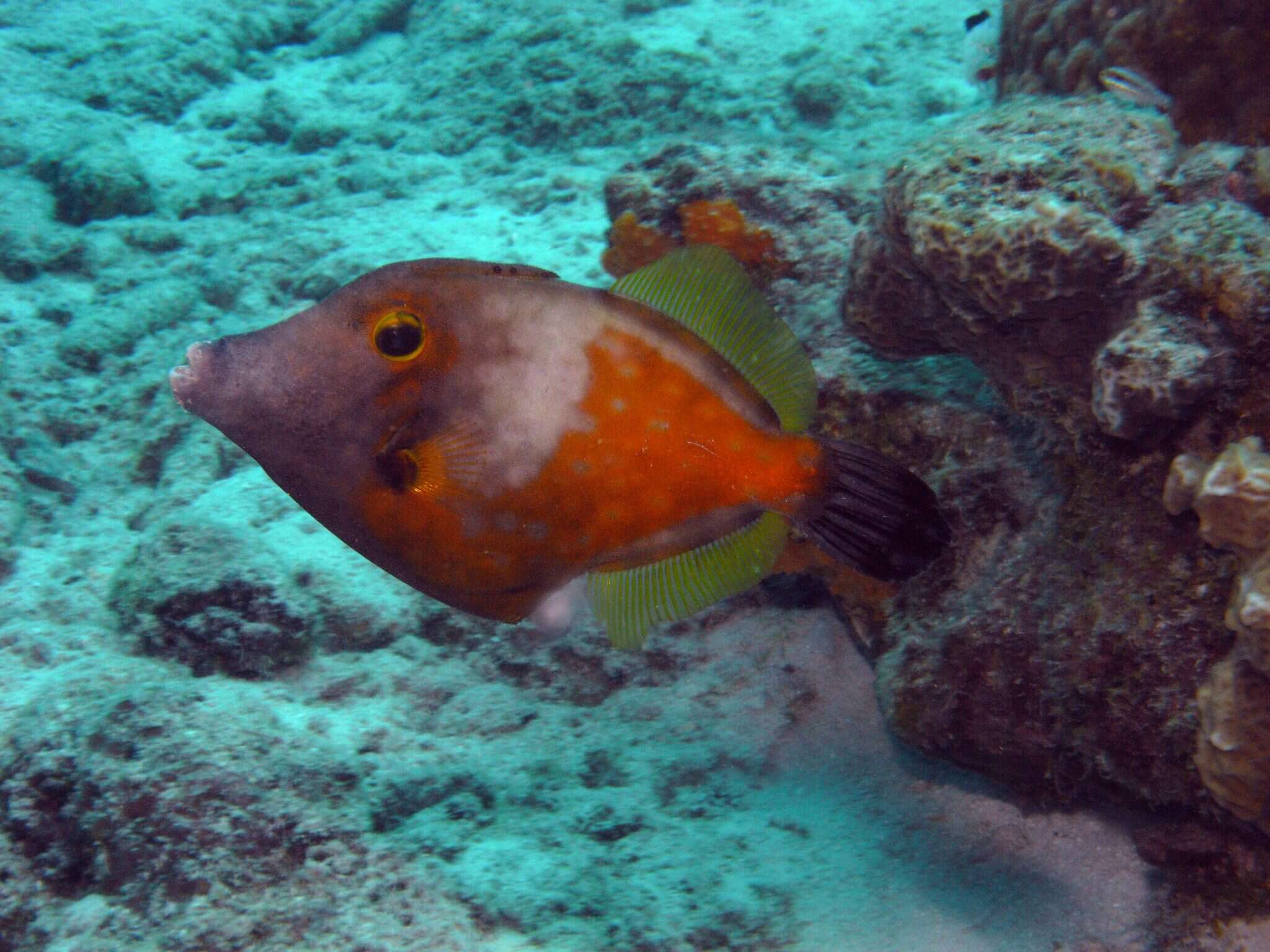 Image of Whitespotted Filefish