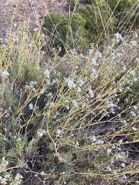 Image of Gypsophila struthium Loefl.