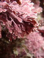 Image of Bossiella orbigniana