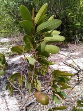 Xylopia bemarivensis Diels resmi