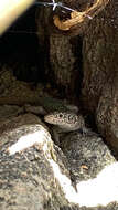 Image of Southern Rock Lizard