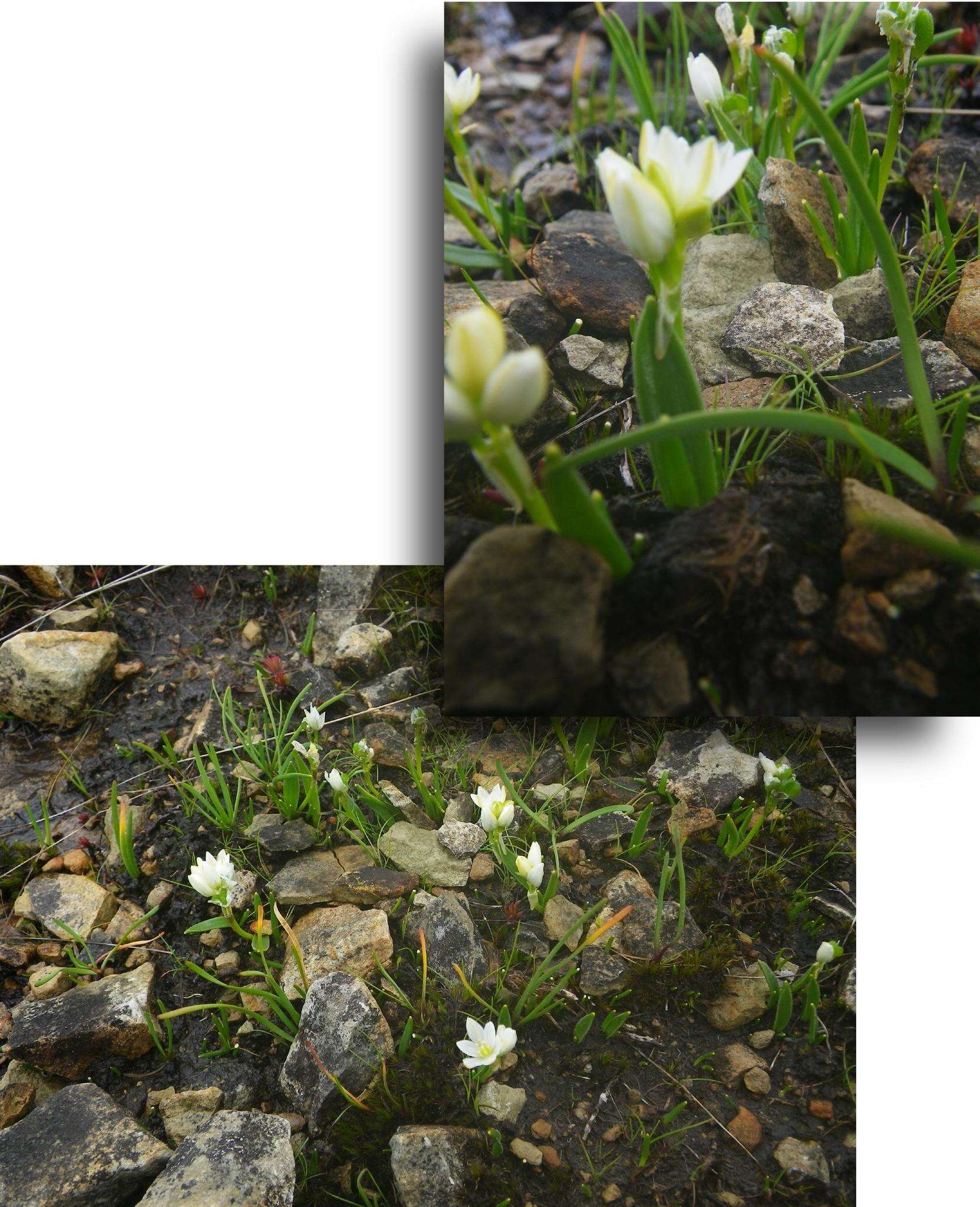 Imagem de Ornithogalum paludosum Baker