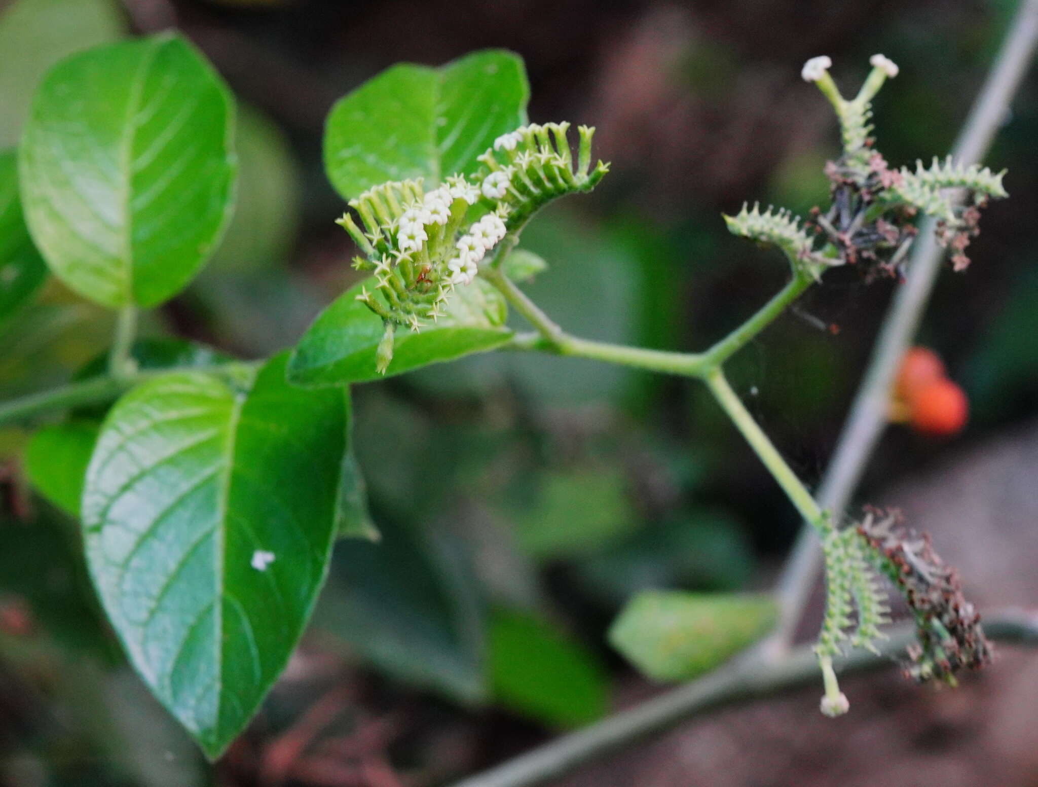 Image of Heliotropium sarmentosum (Lam.) Craven