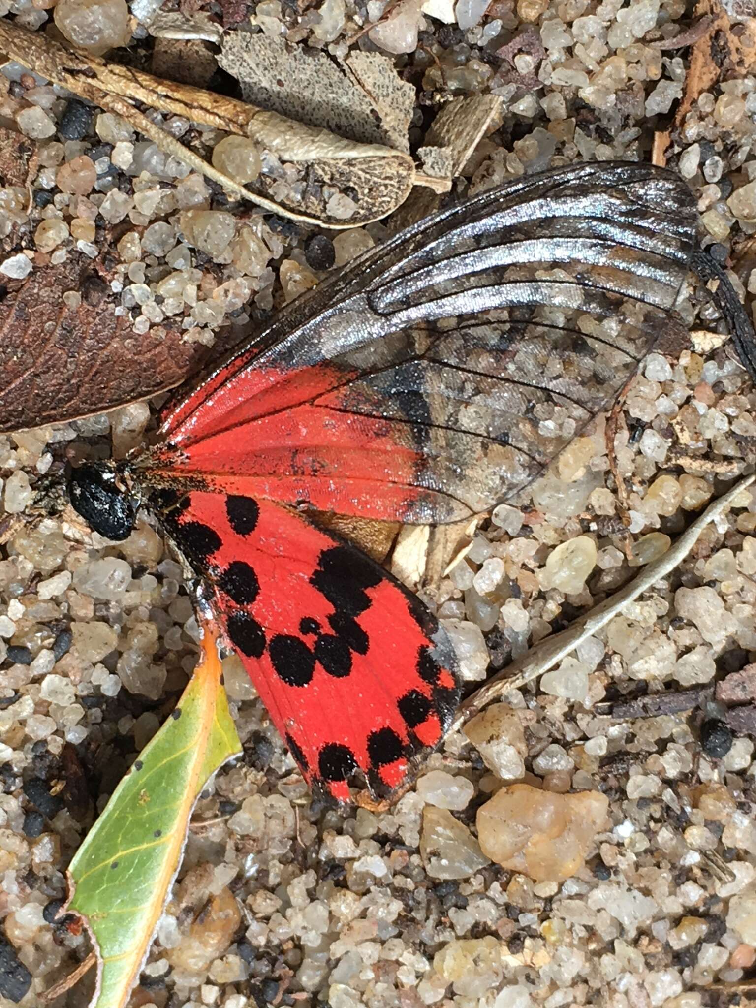 Image of Acraea ranavalona Boisduval 1833