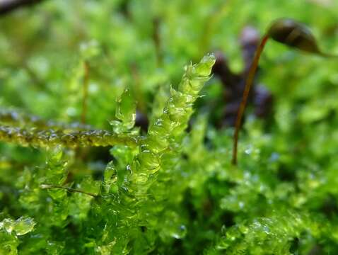 Image of New England bryhnia moss