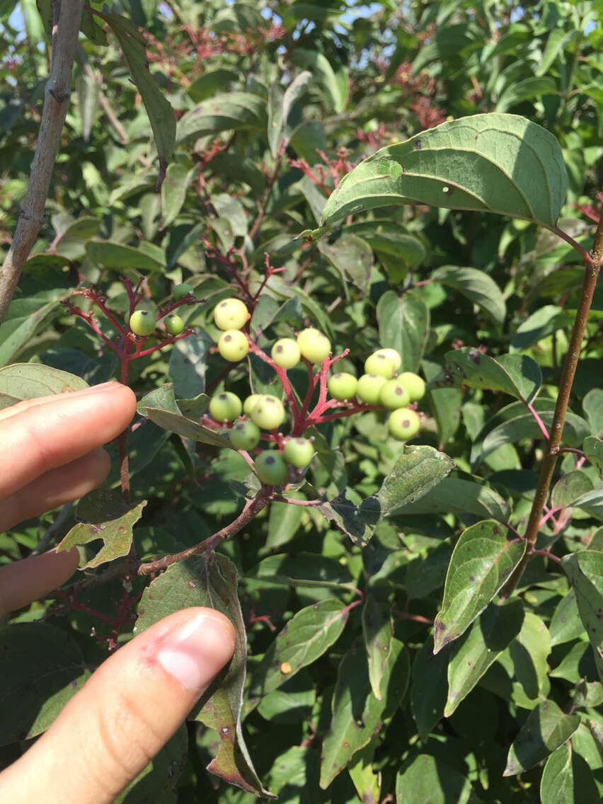 Plancia ëd Cornus drummondii C. A. Mey.