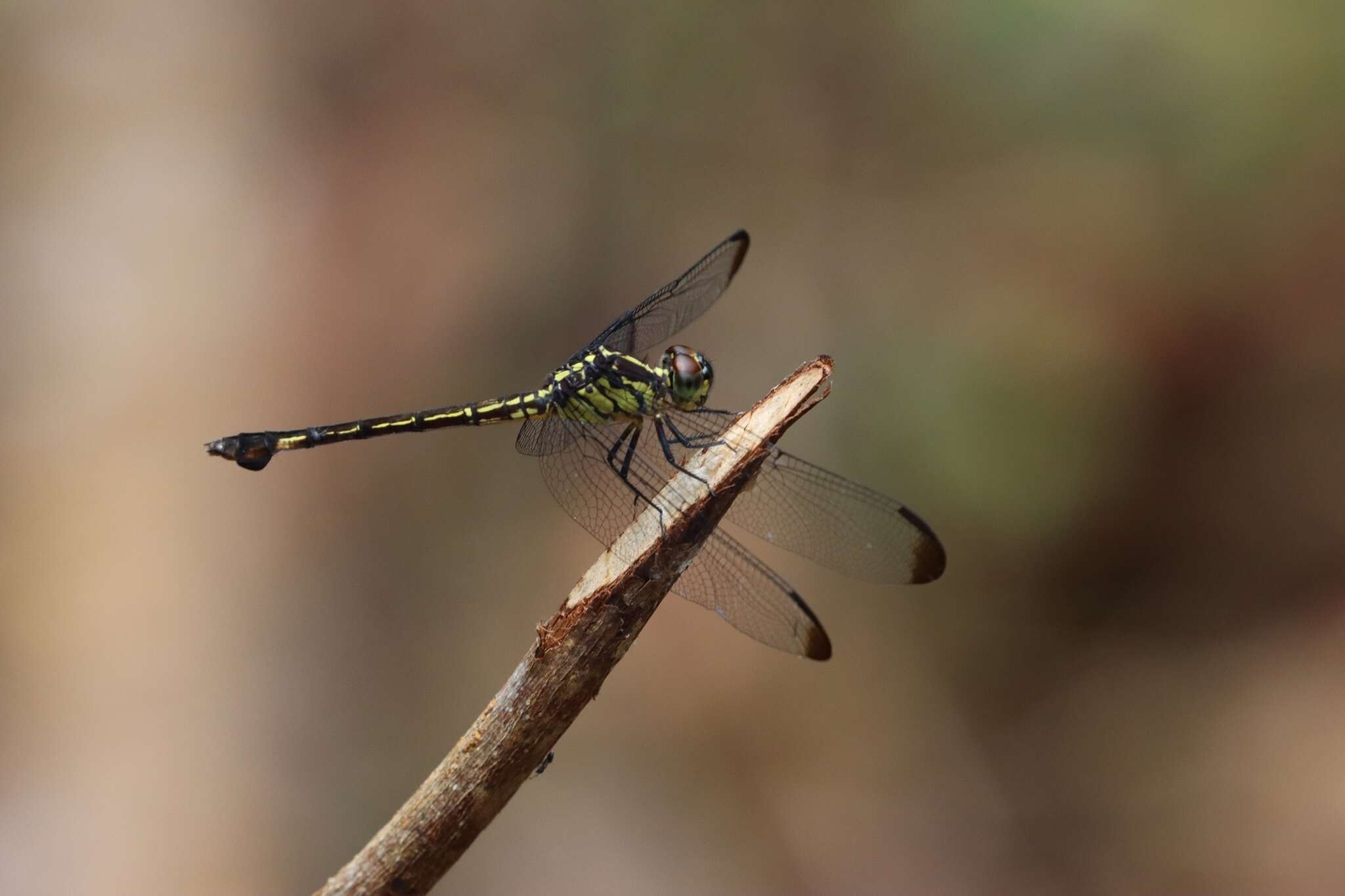 Hadrothemis infesta (Karsch 1891) resmi