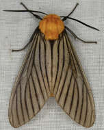 <i>Pseudischnocampa humosa</i> resmi