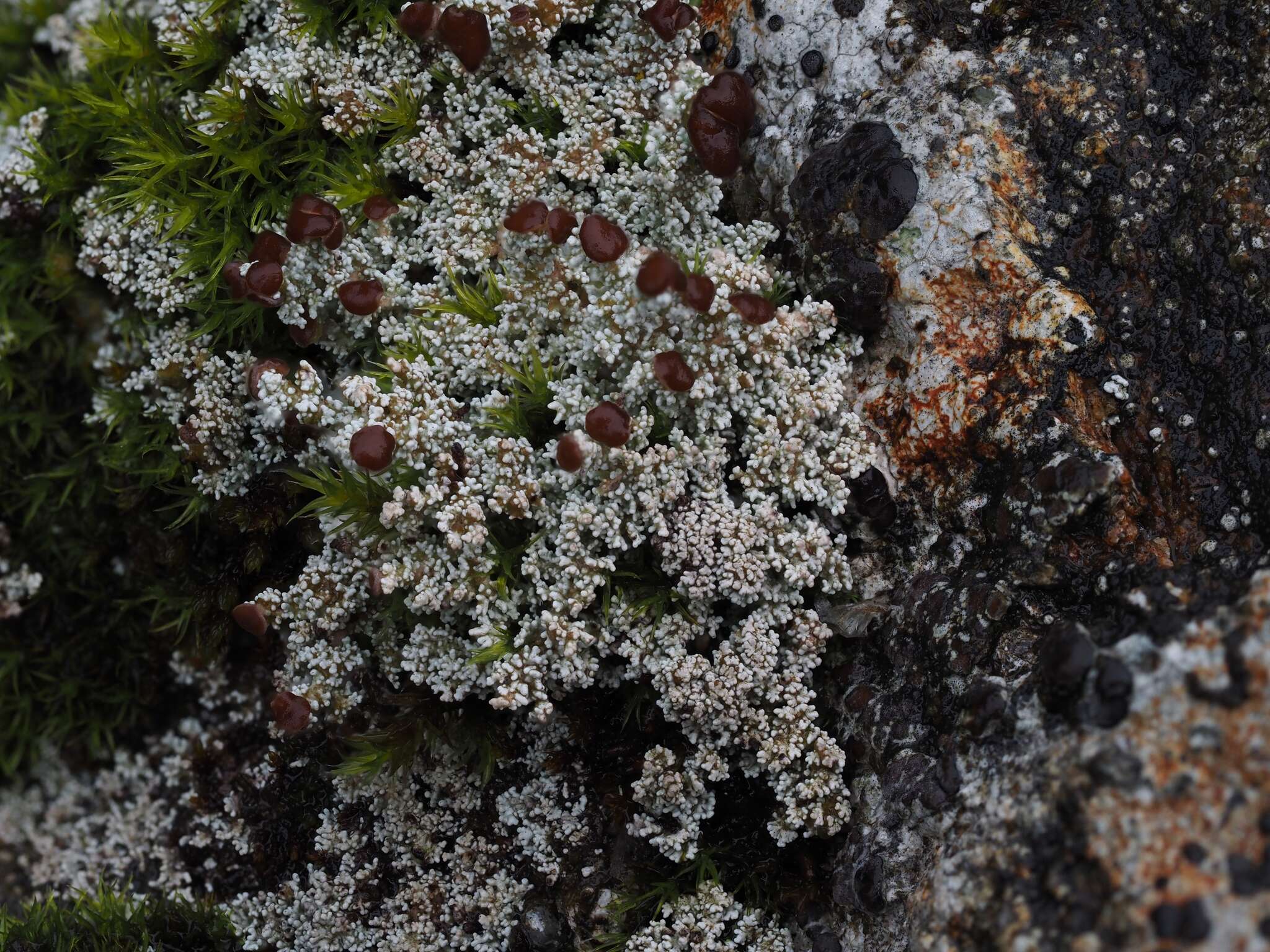 Stereocaulon dactylophyllum Flörke的圖片