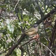 Imagem de Pteruthius xanthochlorus Gray, JE, Gray & GR 1847