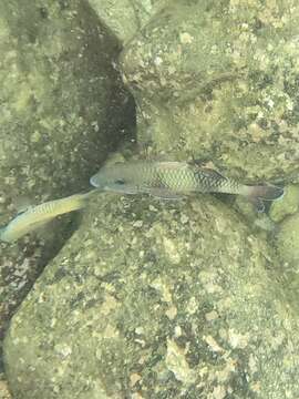 Image of Doublebar goatfish