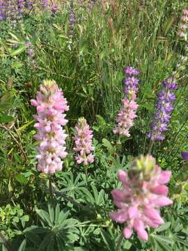 Image de <i>Lupinus <i>microcarpus</i></i> var. microcarpus