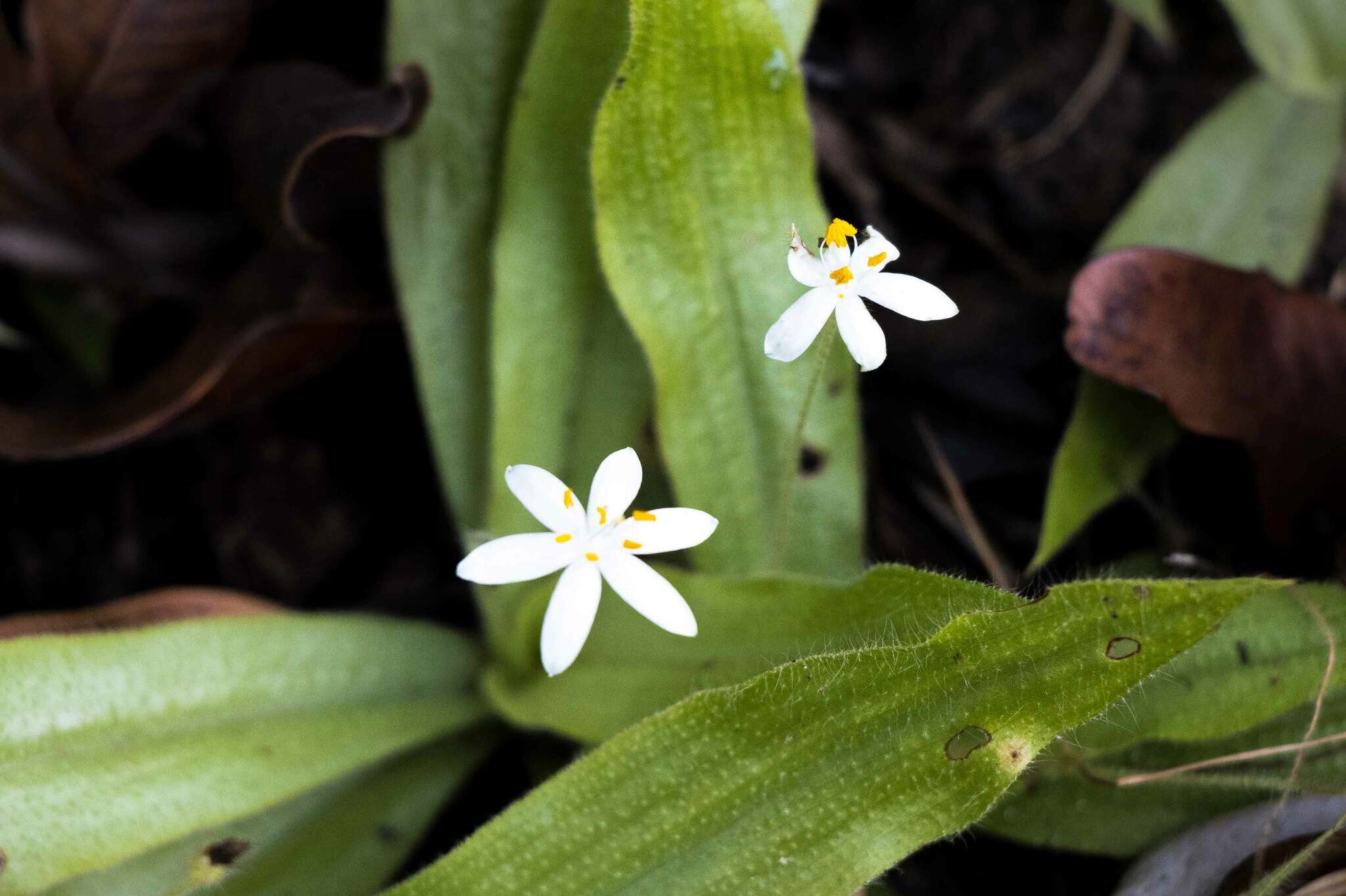 Image of Hypoxis membranacea Baker