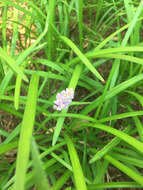 Image of Big blue lilyturf'