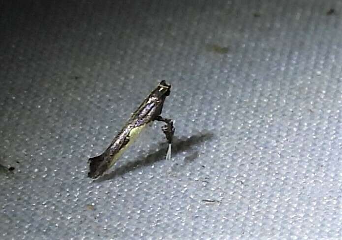 Image of Caloptilia belfragella (Chambers 1875)