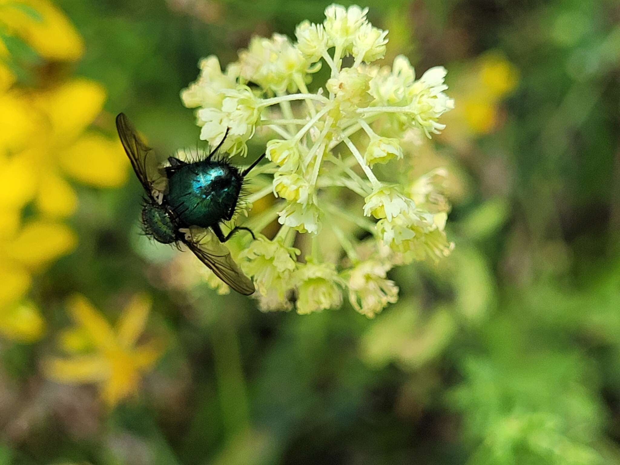 Image of Chrysosomopsis aurata (Fallén 1820)