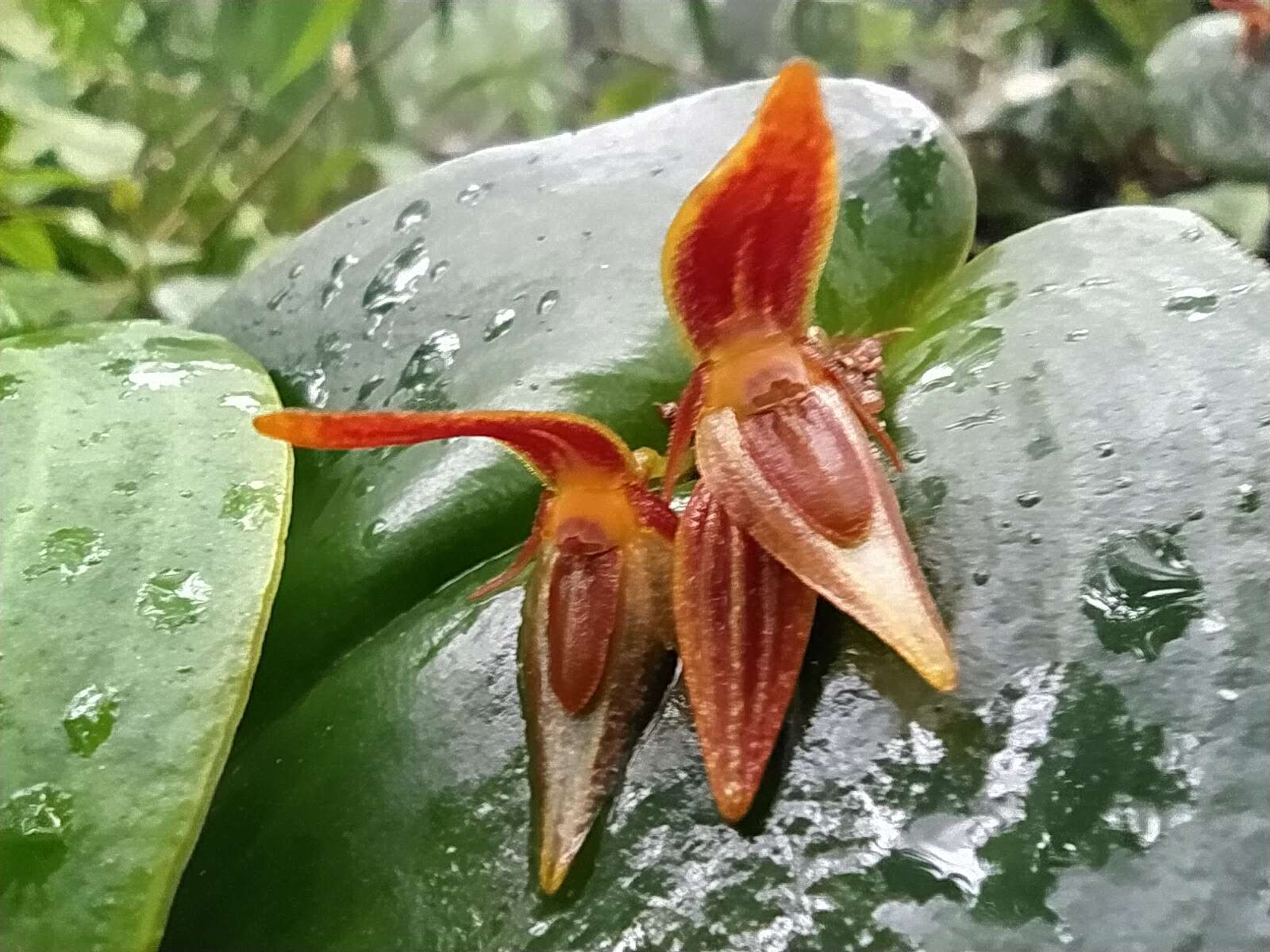 Image of Pleurothallis coriacardia Rchb. fil.