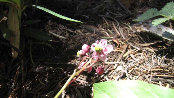 Image of pipsissewa