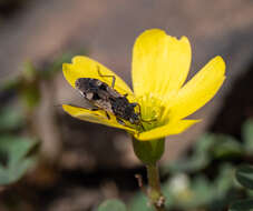 Image of Euander lacertosus (Erichson 1842)