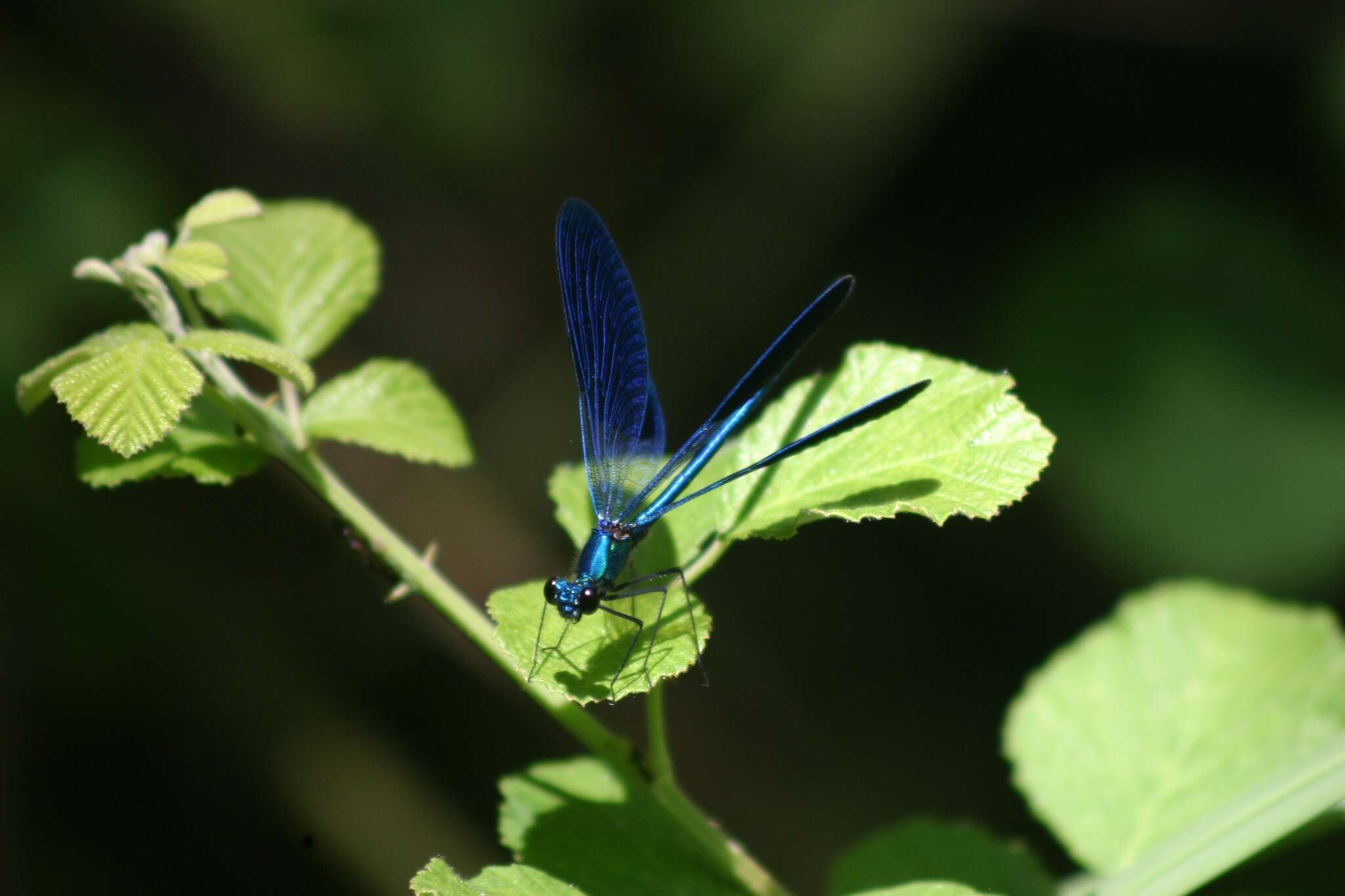 Image of <i>Calopteryx splendens amasina</i> Bartenef 1912