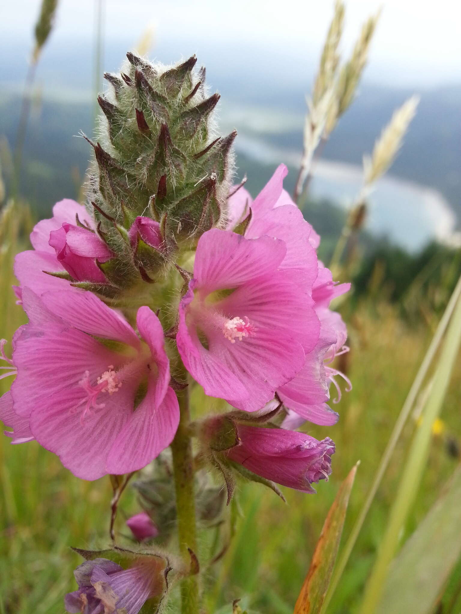 Image of bristlystem checkerbloom