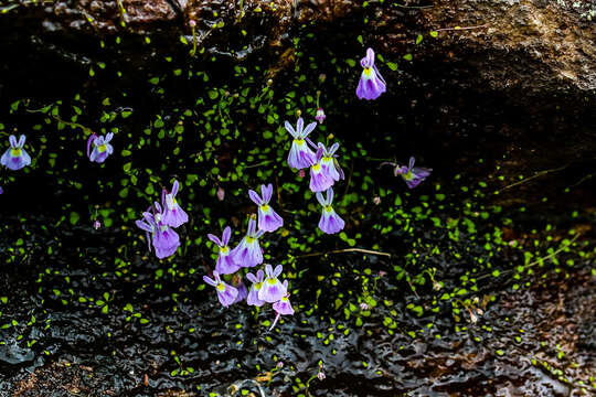 Image de Utricularia sandersonii Oliv.