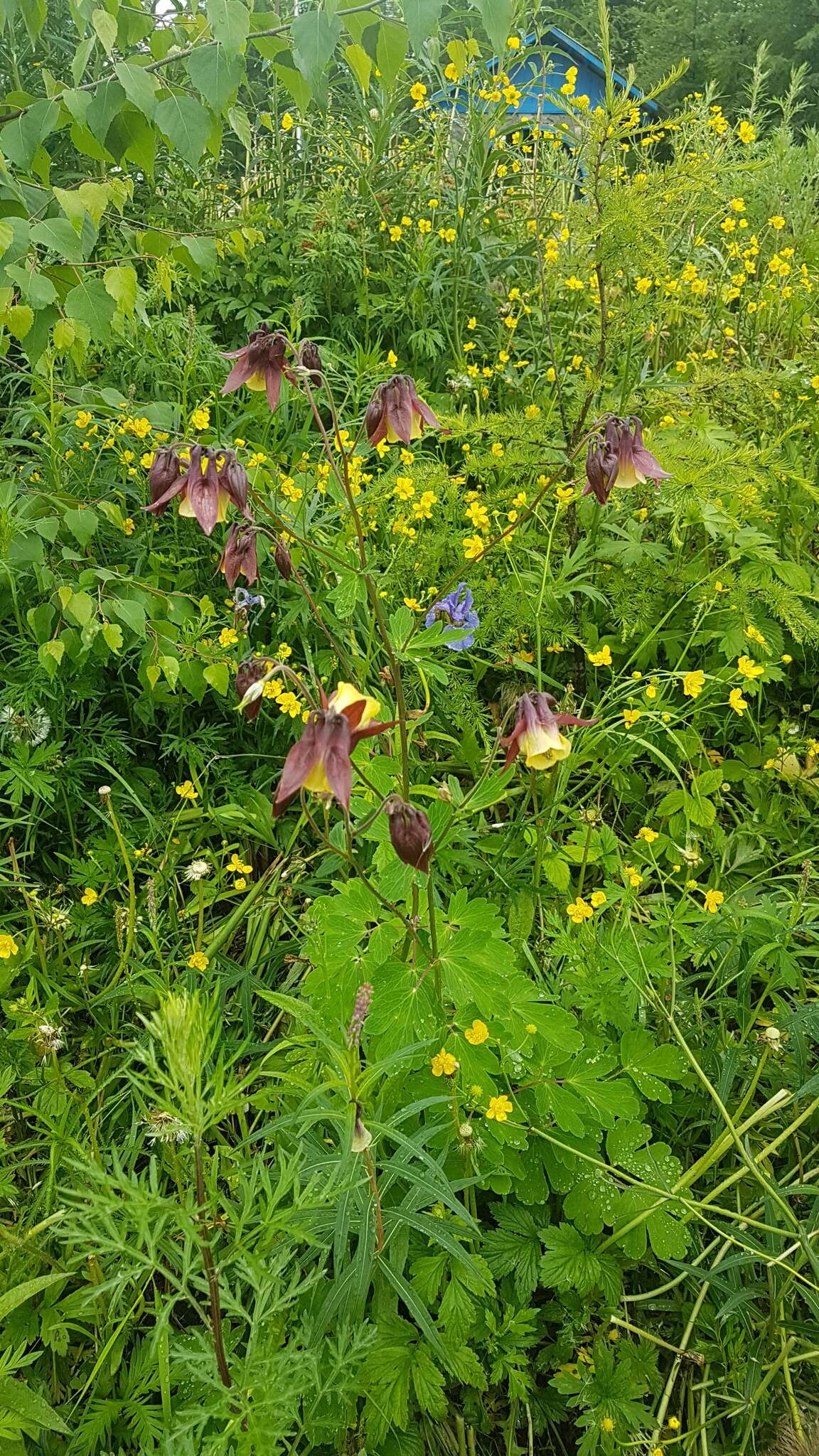 Plancia ëd Aquilegia oxysepala Trautv. & C. A. Mey.