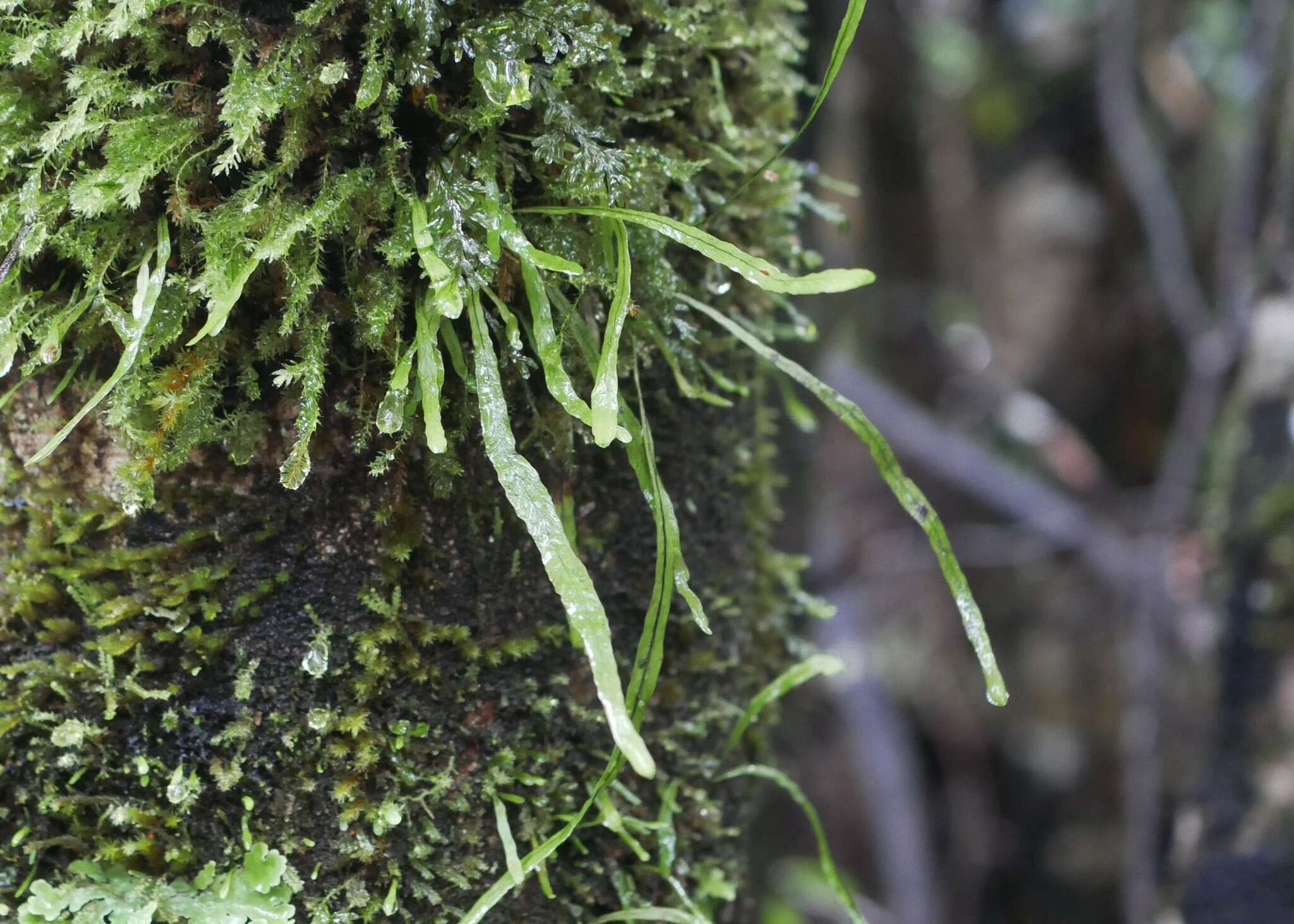 Notogrammitis angustifolia (Jacq.) Parris的圖片