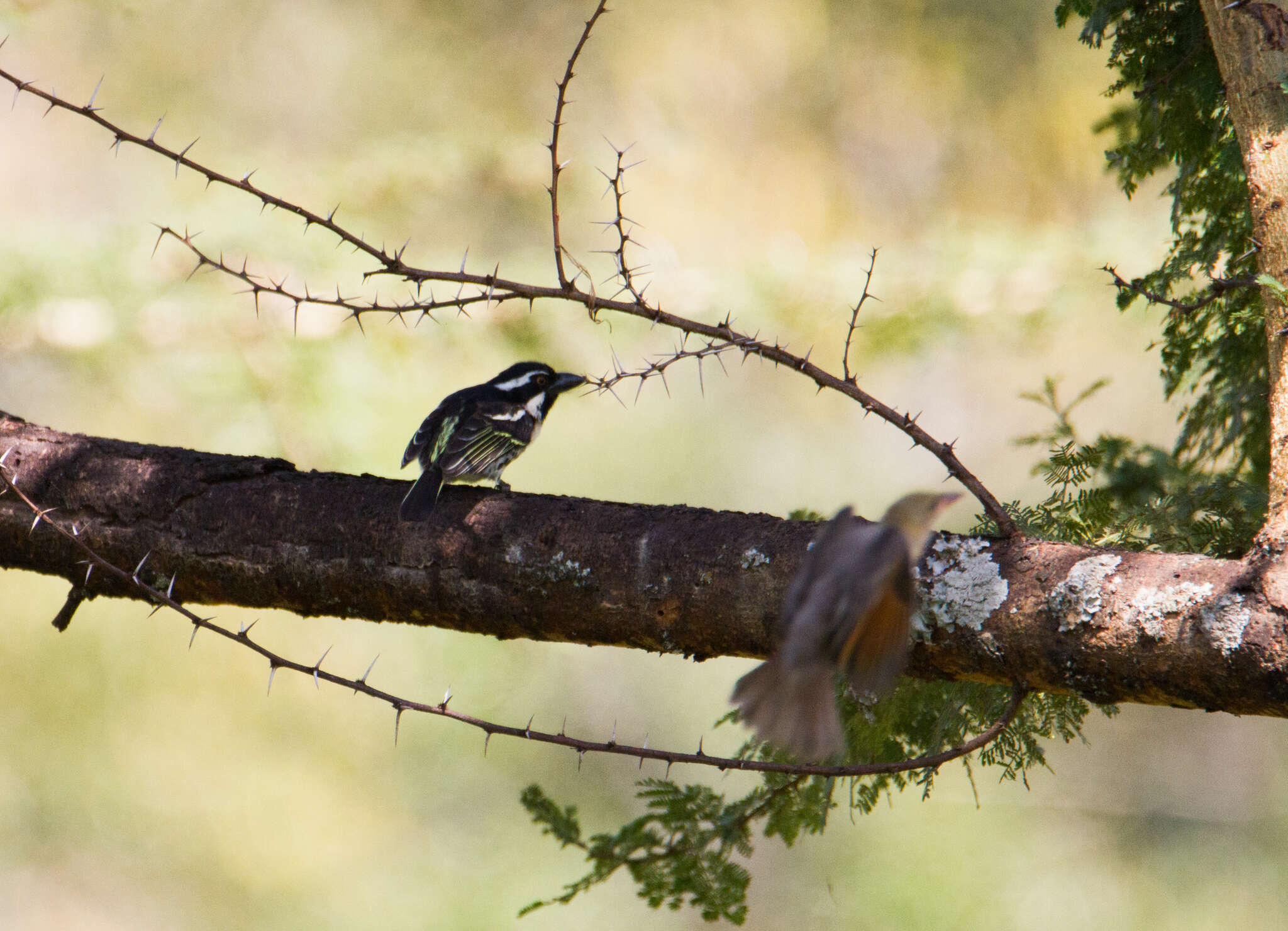 Image of Spot-flanked Barbet