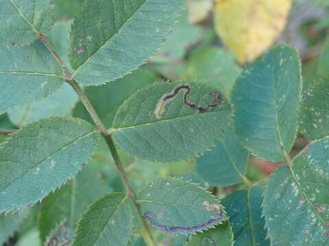 Image of rose leaf miner