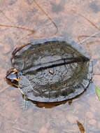 Image of Spot-legged turtle