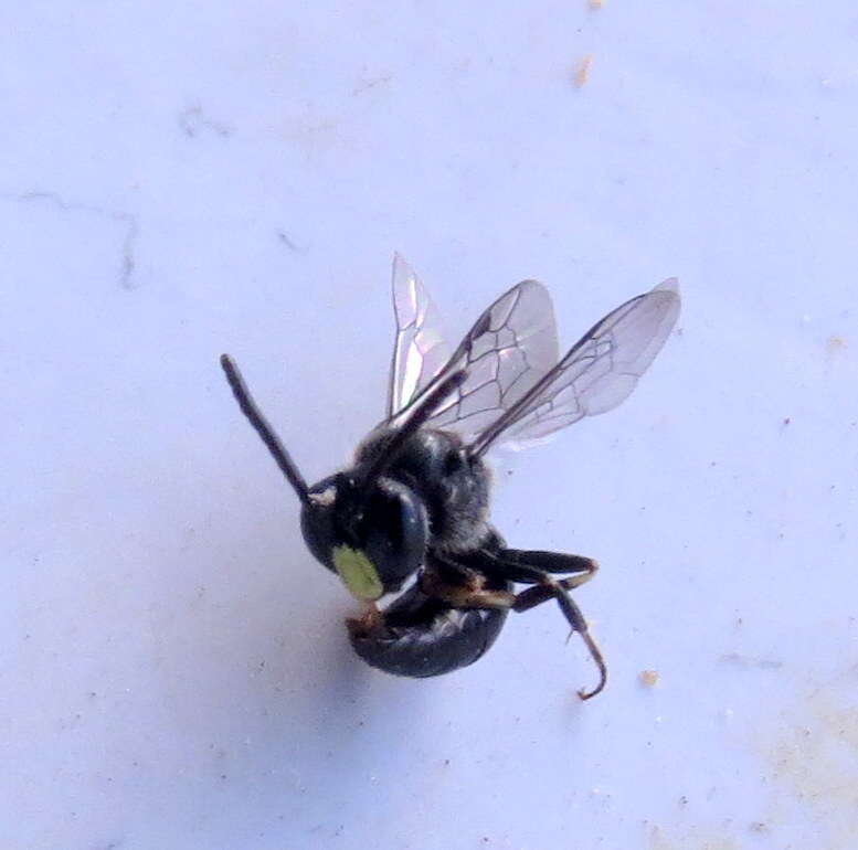 Imagem de Hylaeus difficilis (Perkins 1899)