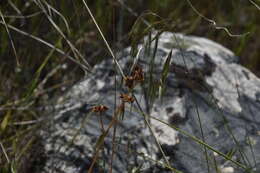 Plancia ëd Micranthes nidifica (Greene) Small