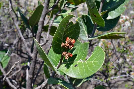 Image of Rhus muelleri Standl. & F. A. Barkley