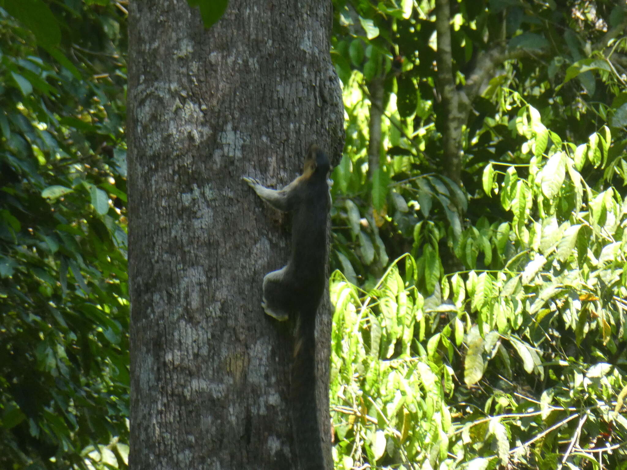 Image of Cream-coloured giant squirrel