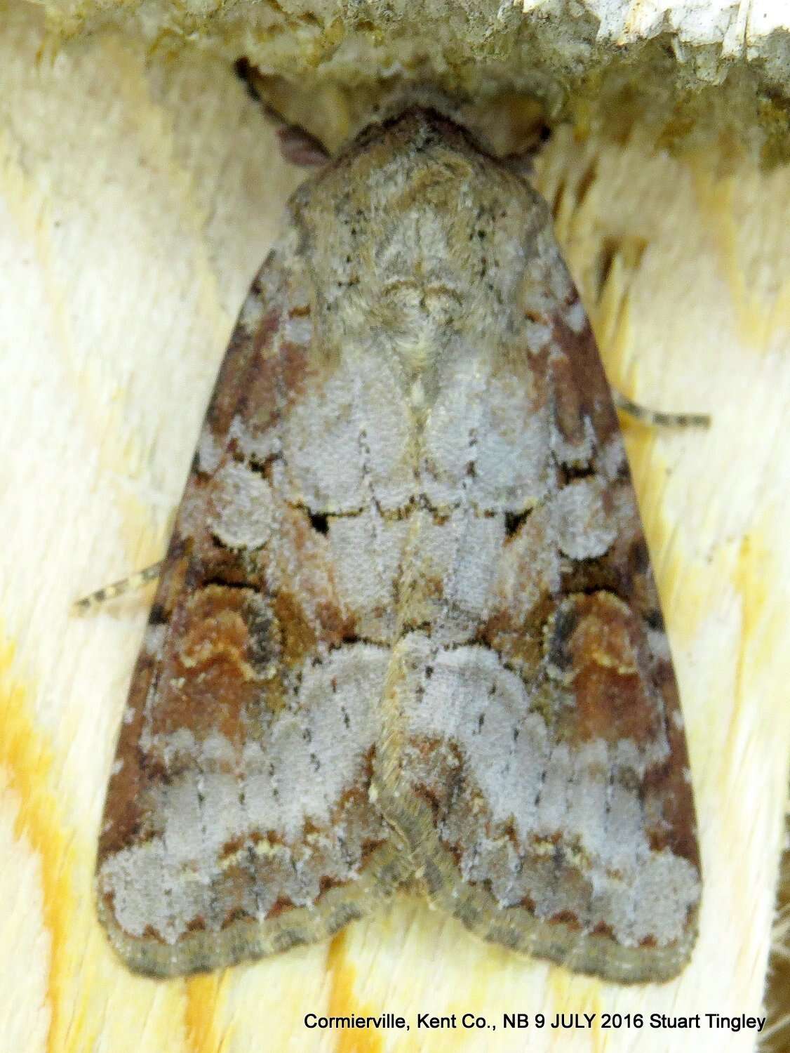 Image of Striped Garden Caterpillar