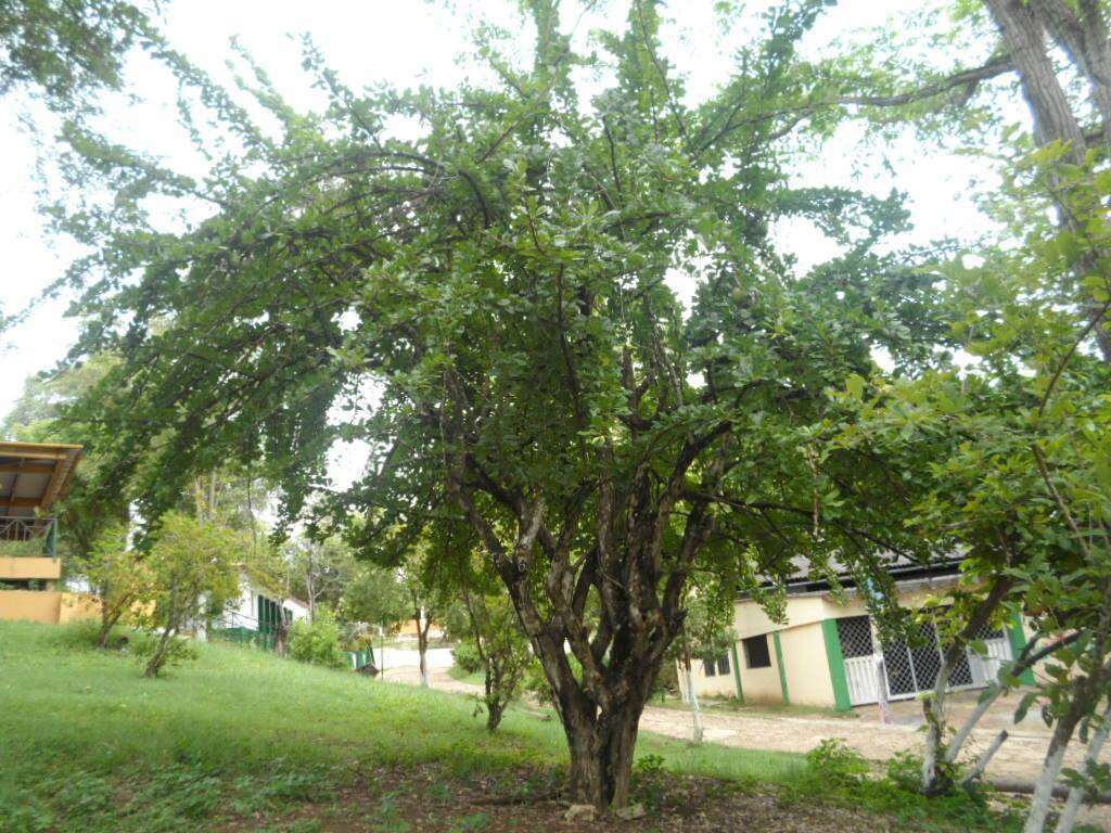 Image of common calabash tree